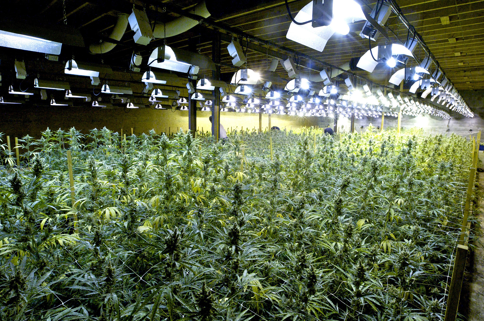 Cannabis-Plantage in Zandvoorde