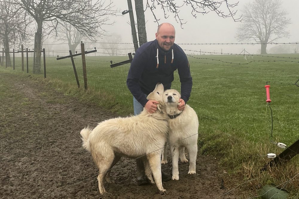 Züchter Bernard Destexhe mit seinen Herdenschutzhunden (Bild: Michaela Brück/BRF)