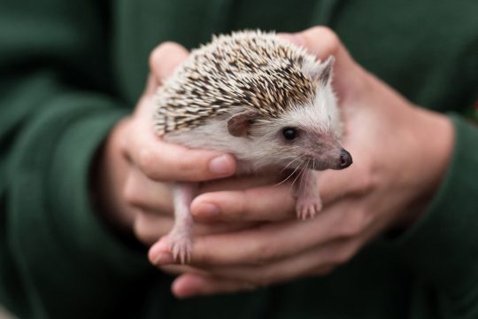 Igel (Bild: Oli Scarff/AFP)