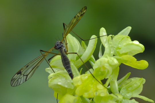 Insekt im Wald
