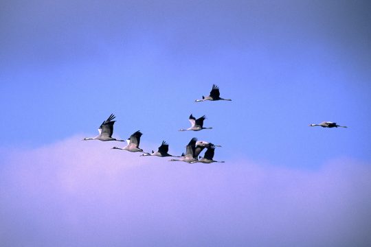 Kraniche (Illustrationsbild: © Bildagentur PantherMedia/Rainer Hunold)