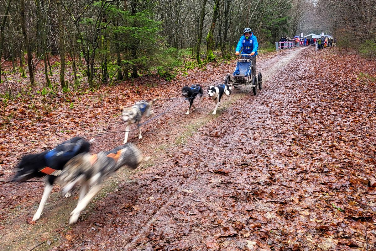 Schlittenhunderennen in Rodt (Bild: Christophe Ramjoie/BRF)