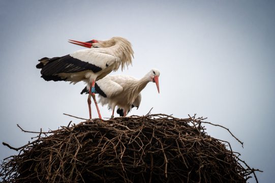 Störche im Zoo Planckendael (Bild: Jonas Verhulst/Zoo Planckendael)