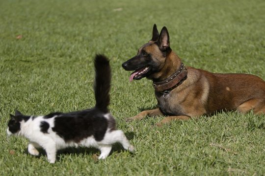 Katze und Hund (Illustrationsbild)