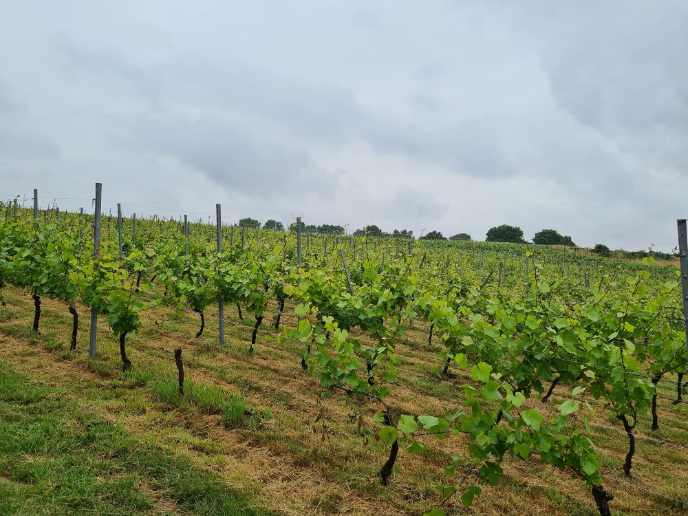 Weinanbau in Flémalle (Archivbild: Jessica Defgnée/Belga)