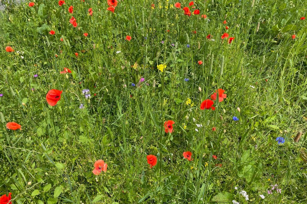 Wildblumenwiesen sehen nicht nur hübsch aus, sondern bieten auch einen wichtigen Lebensraum für Insekten (Bild: Monschau Touristik GmbH)
