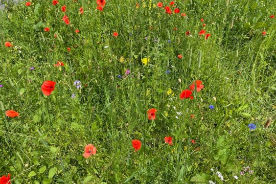 Wildblumenwiesen sehen nicht nur hübsch aus, sondern bieten auch einen wichtigen Lebensraum für Insekten