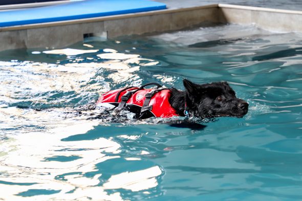 Hundschwimmbad "Aquadog" in Aywaille (Bild: Julien Claessen/BRF)