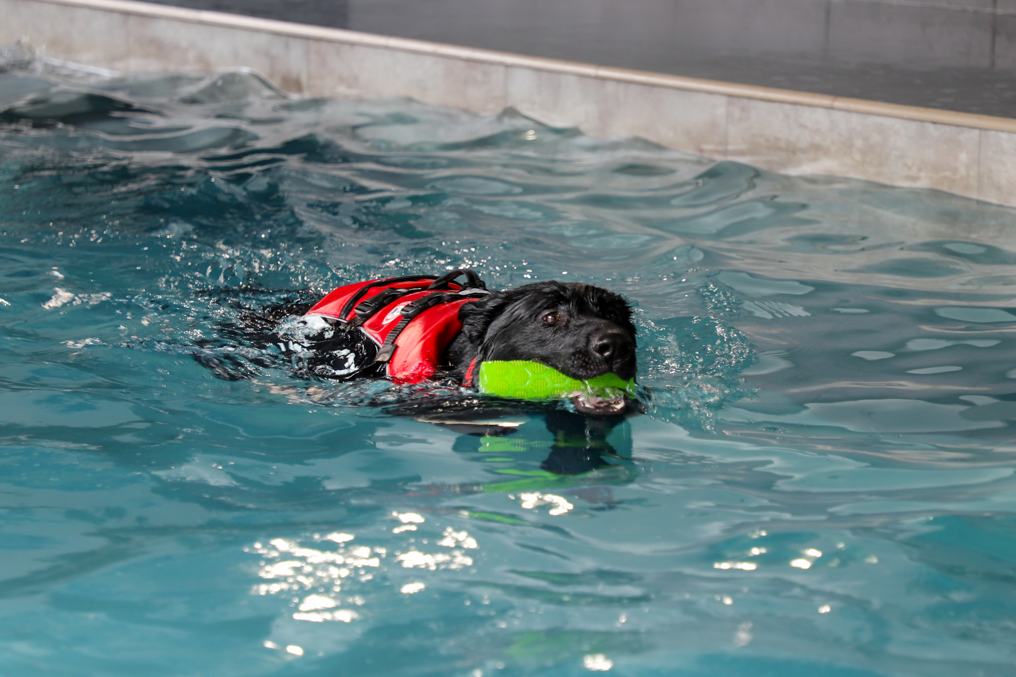 Hundschwimmbad "Aquadog" in Aywaille (Bild: Julien Claessen/BRF)