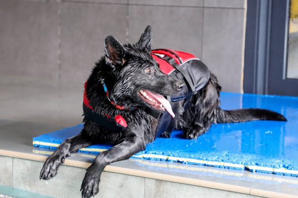 Hundschwimmbad "Aquadog" in Aywaille (Bild: Julien Claessen/BRF)