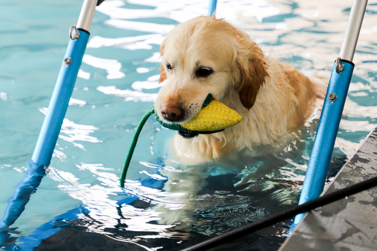 Die Golden-Retriever-Dame Doundi ist 9,5 Jahre alt und in der Hydrotherapie, weil sie Probleme mit den Kreuzbändern hat (Bild: Julien Claessen/BRF)