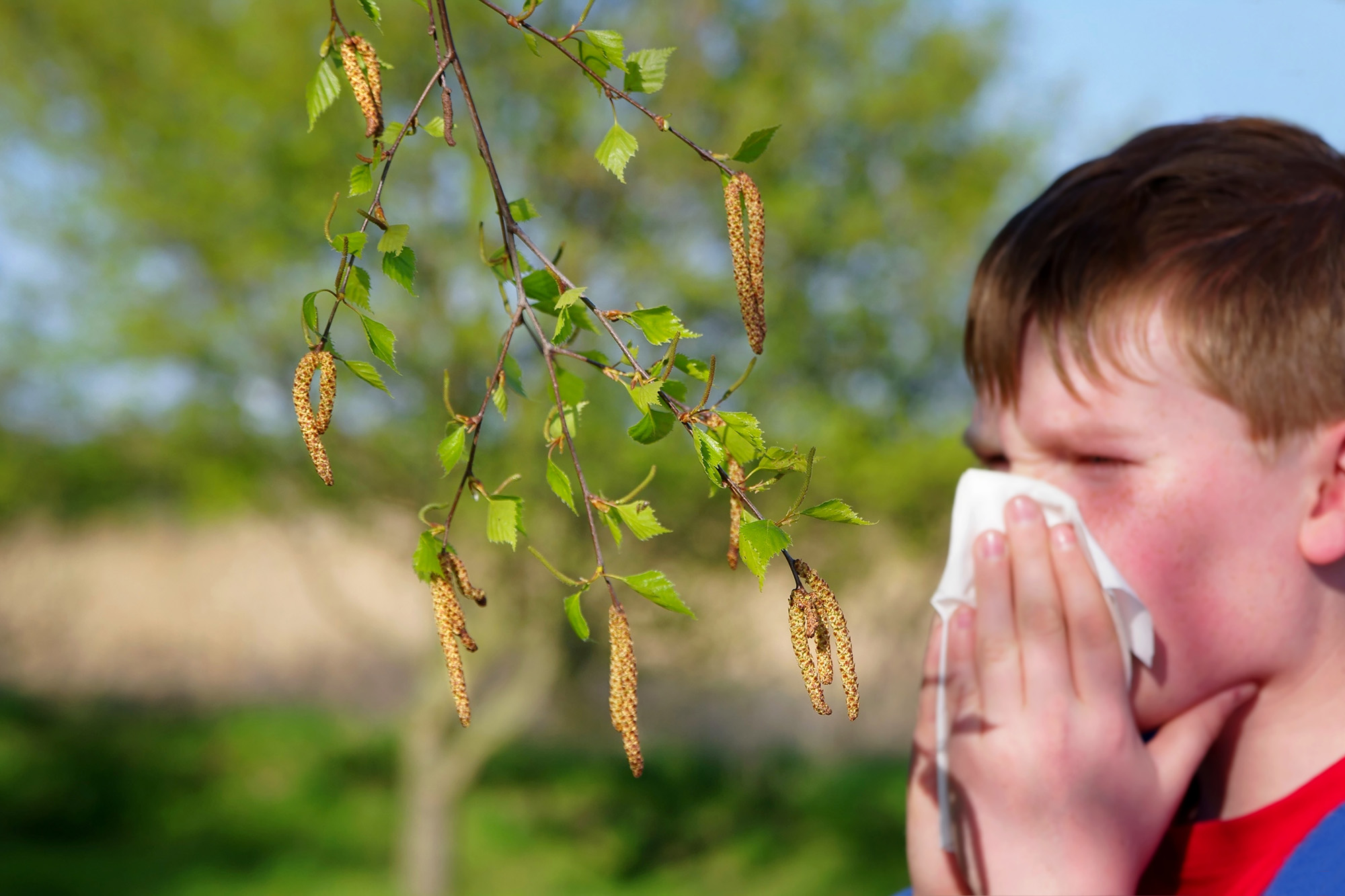 Allergie gegen Birkenpollen (Illustrationsbild: © Bildagentur PantherMedia/Ina Penning)