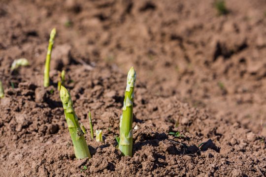 Grüner Spargel (Bild: ©PantherMedia/Martin Schlecht)