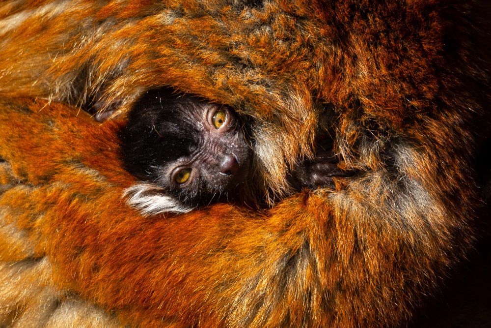 Mohrenmaki im Zoo Planckendael geboren (Bild: Jonas Verhulst/Zoo Planckendael)