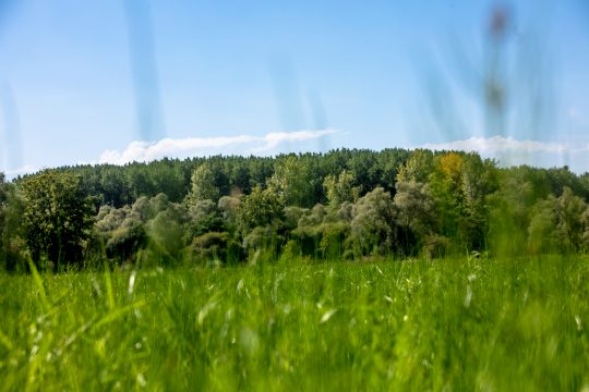 Das Naturschutzgebiet Doode Bemde in Huldenberg in der Provinz Flämisch-Brabant (Bild: Hatim Kaghat/Belga)