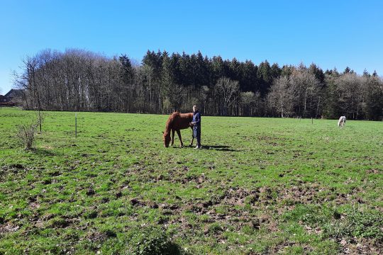 Die Pferde auf den Bildern sind kerngesund und dienen der Illustration (Bild: Chantal Delhez/BRF)