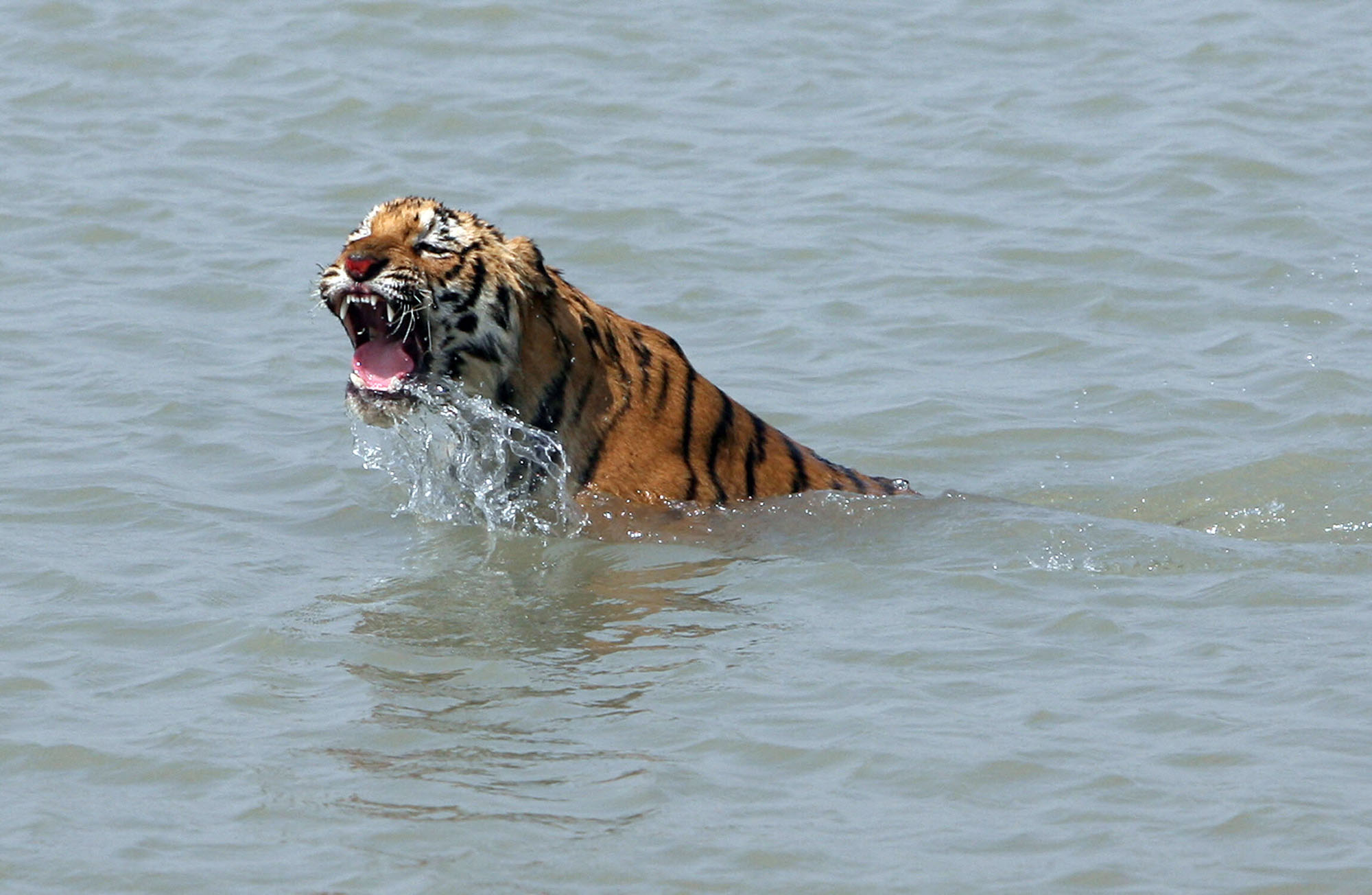 Tiger in Indien (Bild: Deshakalyan Chowdhury/AFP)