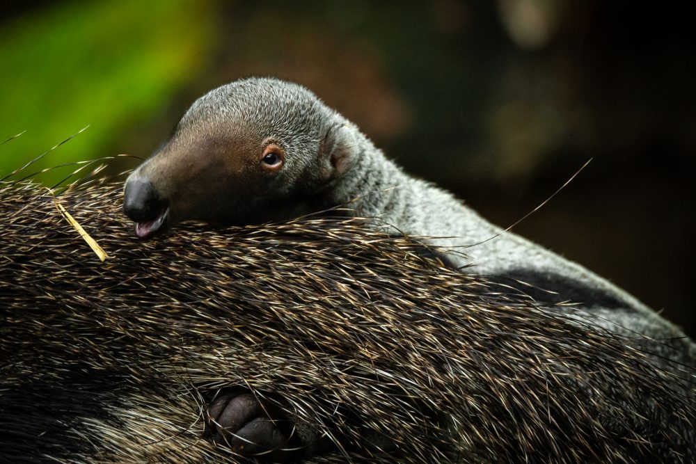 Im Zoo Planckendael ist zum ersten Mal ein Ameisenbär geboren (Bild: Jonas Verhulst/Zoo Planckendael)