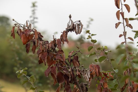 Pflanzenkrankheit "Feuerbrand"