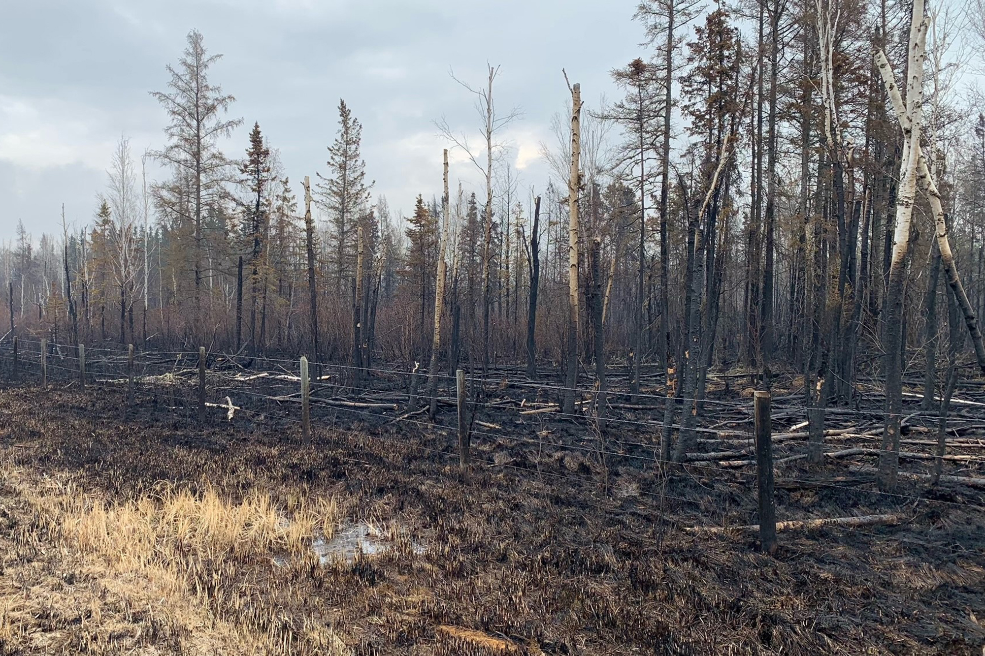 Verbrannte Bäume in Kanada (Bild: Anne-Sophie Thill/AFP)