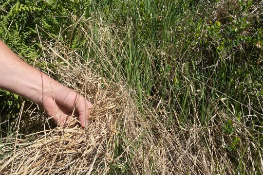 Die Trockenheit ist für das Hohe Venn sehr problematisch (Bild: Simonne Doepgen/BRF)