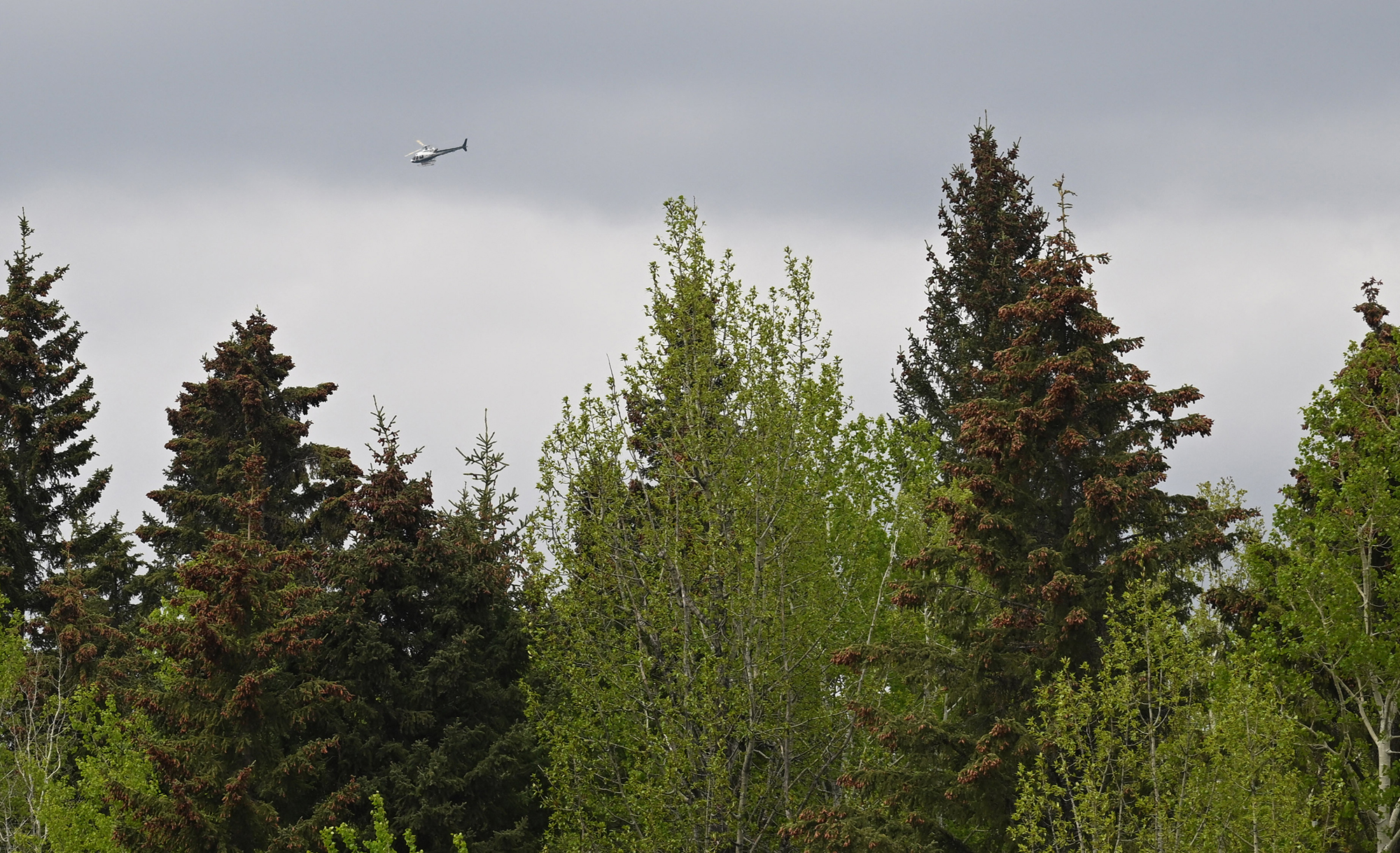 Waldbrände in Kanada (Bild: Walter Tychnowicz/AFP)