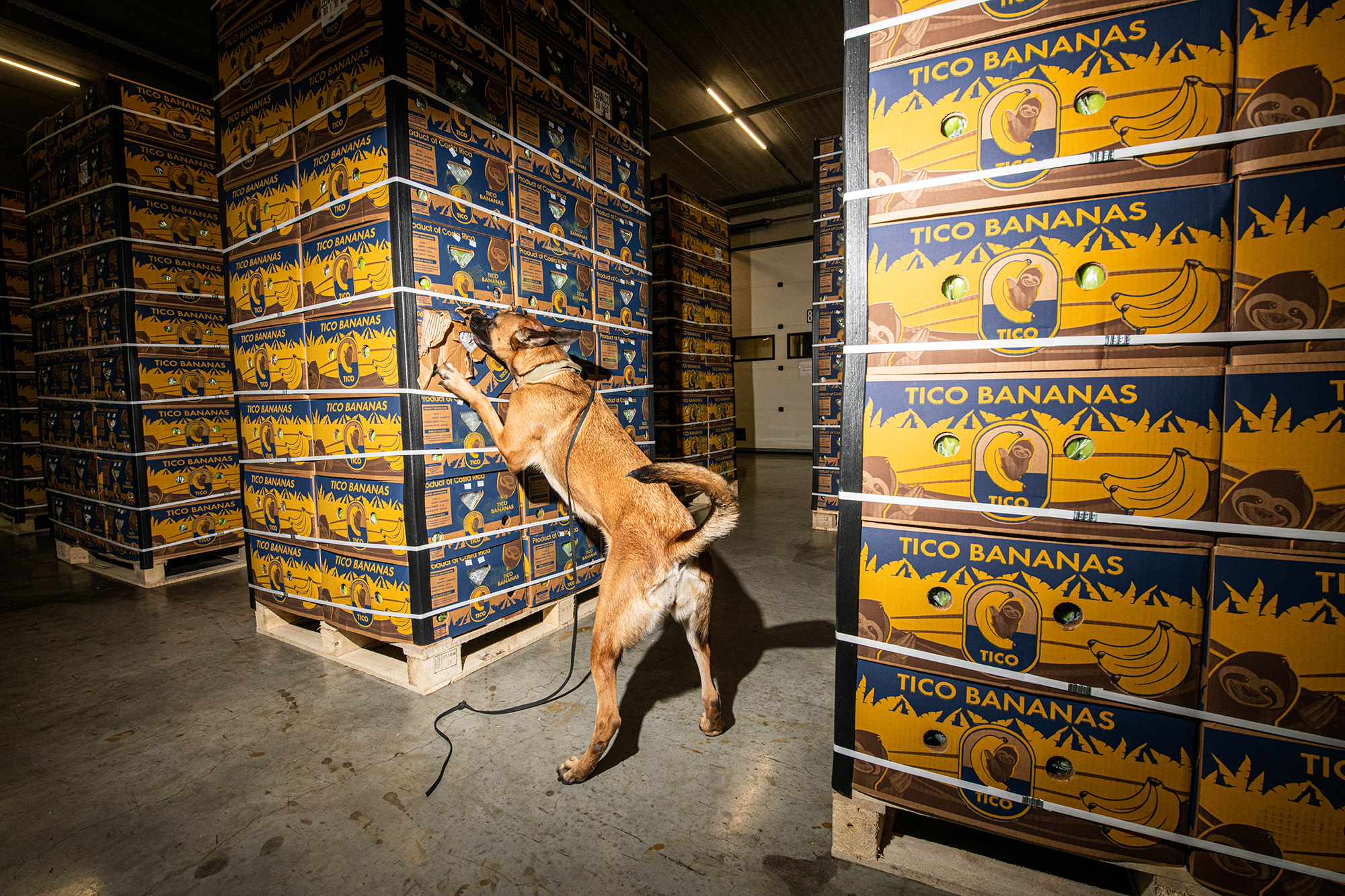 Drogenspürhund durchsucht Bananenkisten (Illustrationsbild: Jonas Roosens/Belga)