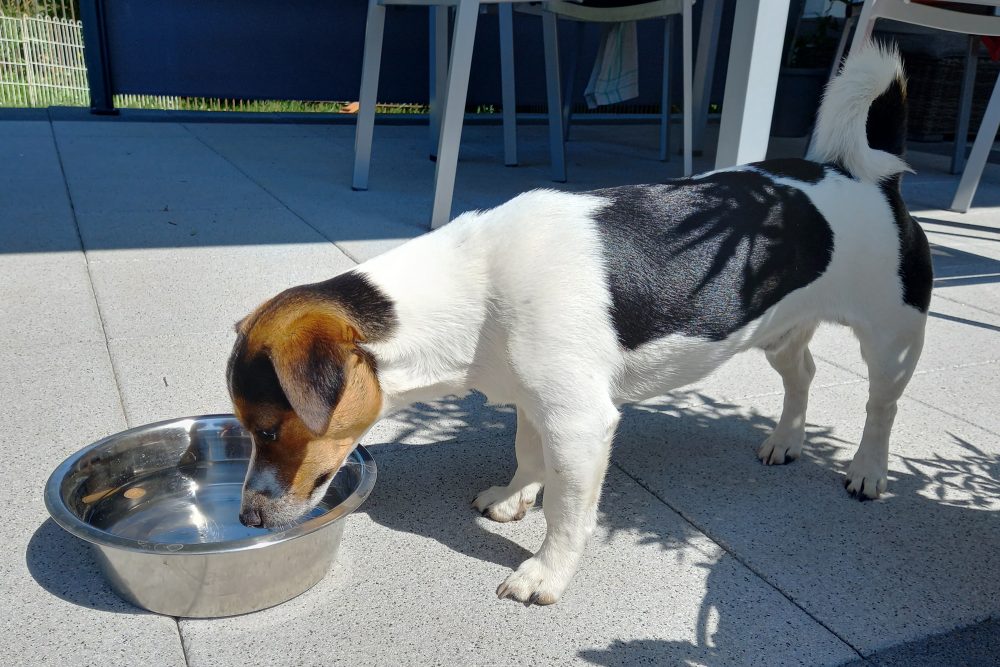 Bei warmem Wetter sollten Besitzer von Haustieren darauf achten, dass Hund, Katze & Co. mit Wasser versorgt sind (Bild: Georg Kremer)