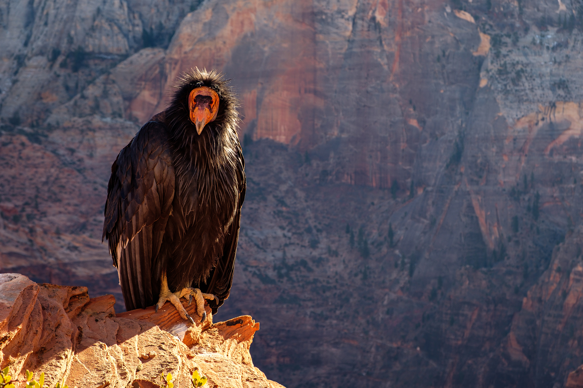 Kondor in einem Nationalpark in Utah (Bild: Martinm303/Panthermedia)