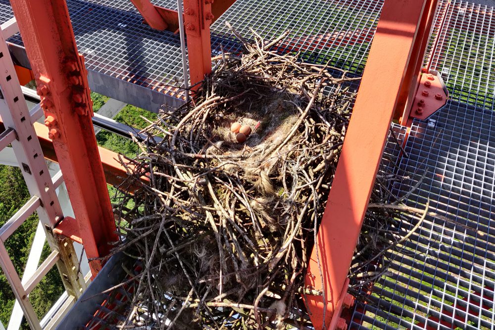 Vogelnest auf BRF-Sendemast im Ommerscheiderwald bei Amel (Bild: Fabian Hagelstein/BRF)