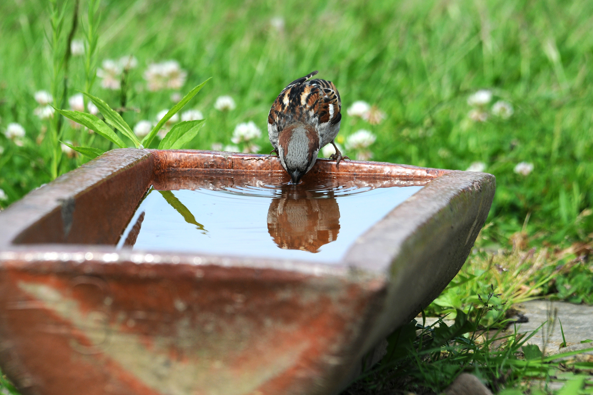 Vogel an einer Wassertränke