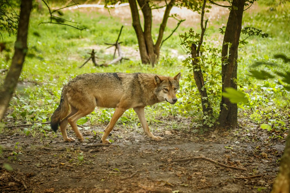 Europäischer Wolf (Illustrationsbild: © CsehIoan/Panthermedia)