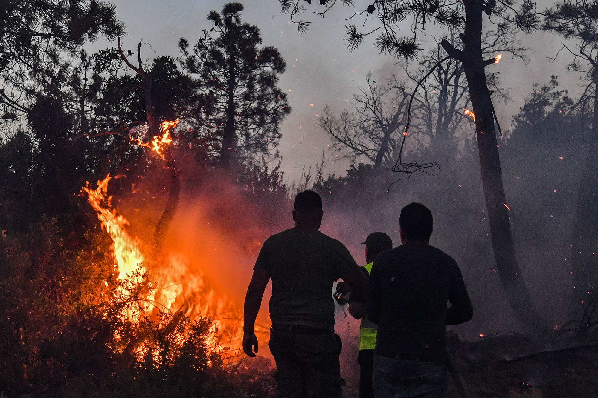 Auch Tunesien ist von Waldbränden betroffen
