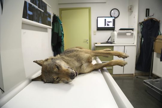 Bei dem Wolf, der tot in Oudsbergen gefunden wurde, handelt es sich wahrscheinlich um 'August' (Bild: Natuurhulpcentrum/Belga)