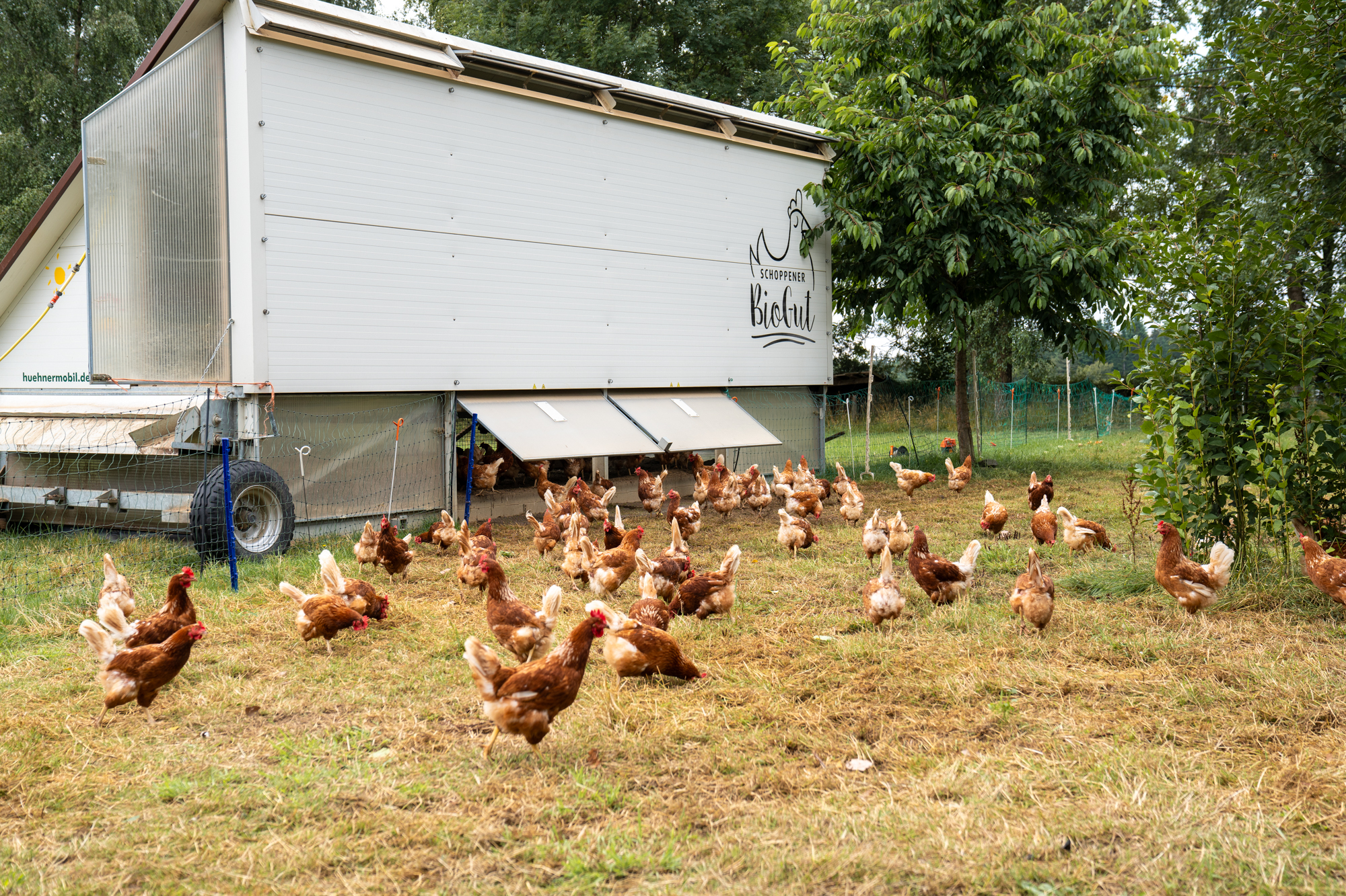 Hühnermobil auf dem BioGut Schoppen (Bild: Marvin Broich/BRF)