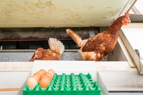 Hühnermobil auf dem BioGut Schoppen (Bild: Marvin Broich/BRF)