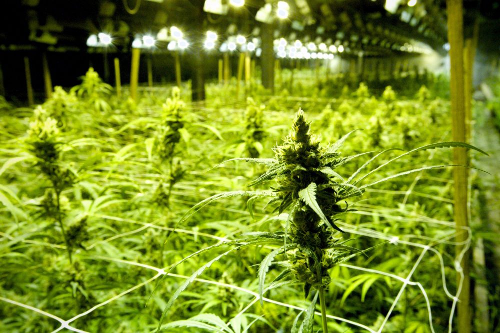 Cannabis-Plantage in Zandvoorde