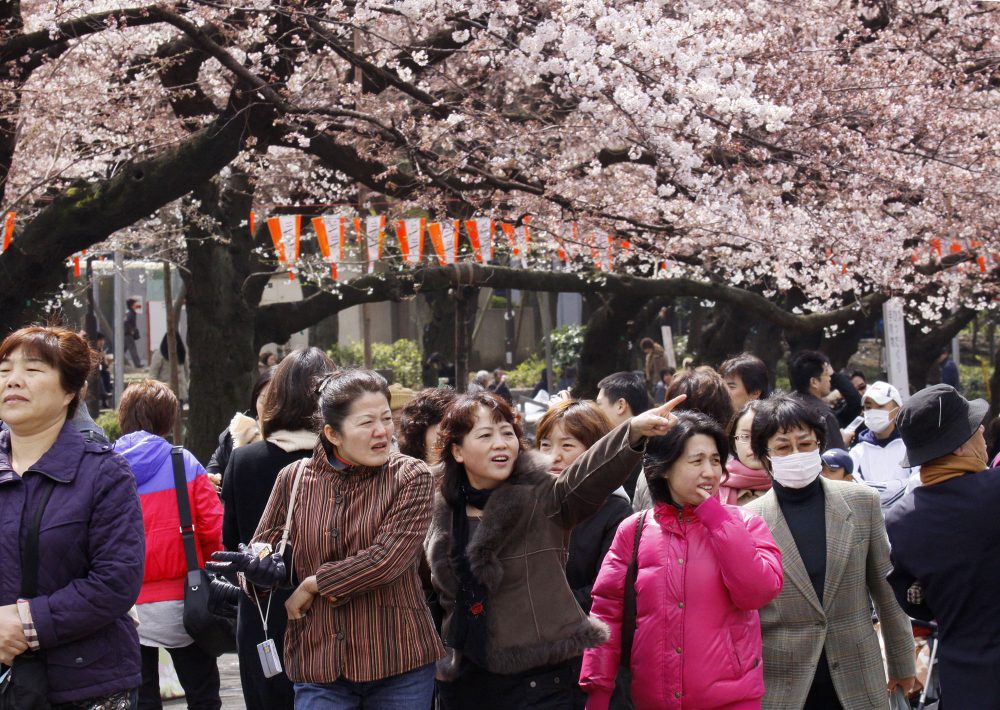 Japaner und Japanerinnen bei der Kirschblüte