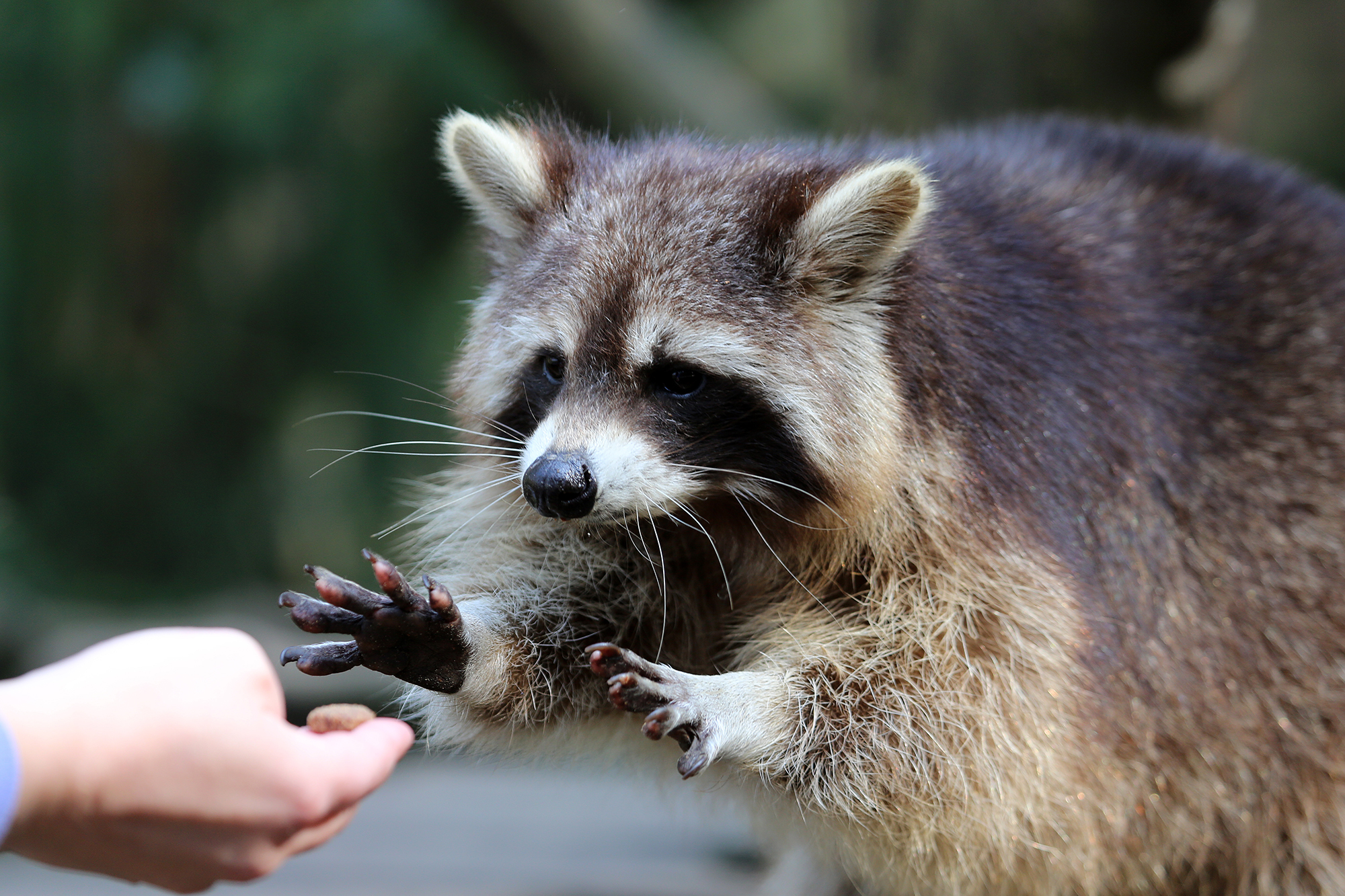 Waschbär