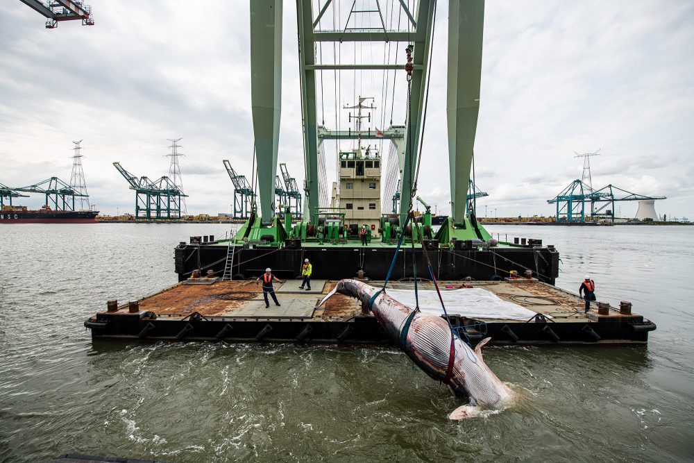 Bergung des toten Wals im Hafen von Antwerpen