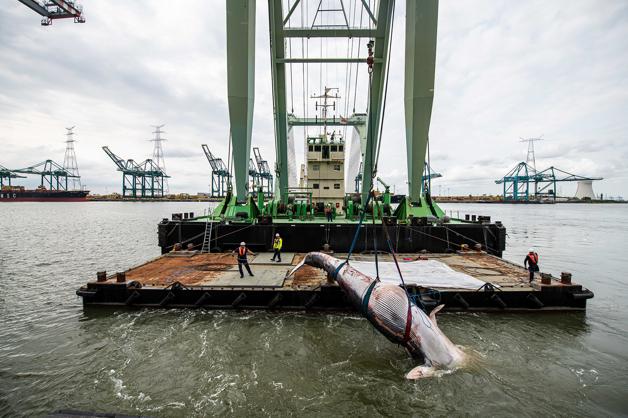 Bergung des toten Wals im Hafen von Antwerpen