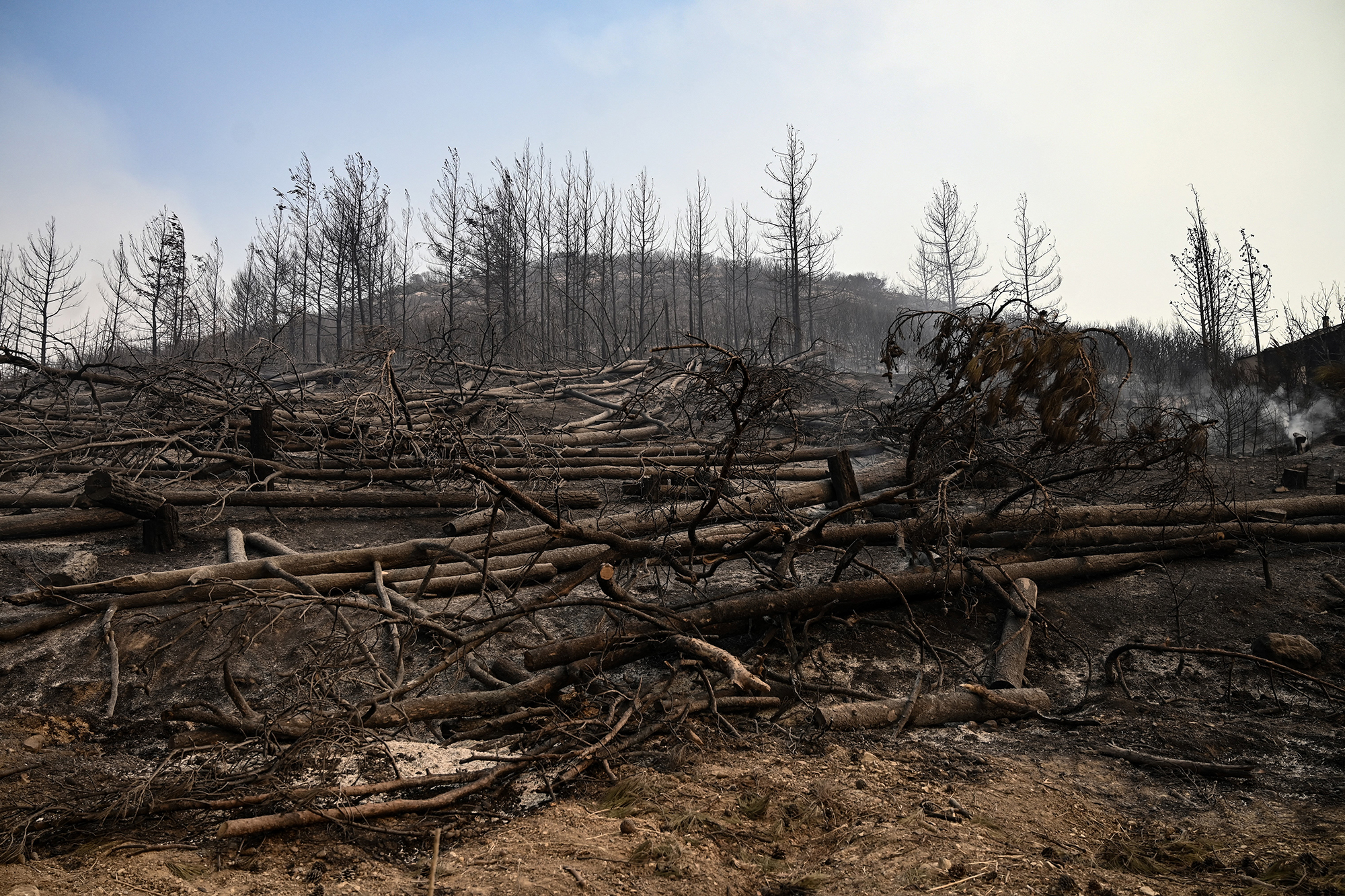 Verbrannte Waldfläche in Avas (Bild: Sakis Mitrolidis/AFP)