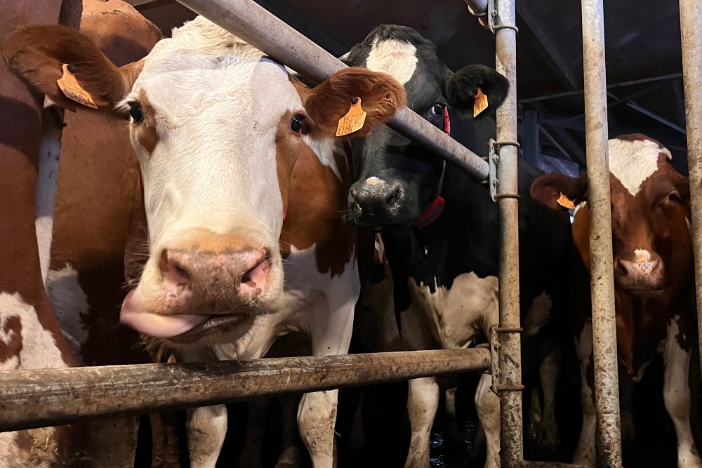 Frühschicht auf dem Bauernhof von Andy Gerretz in Andler (Bild: Julia Slot/BRF)