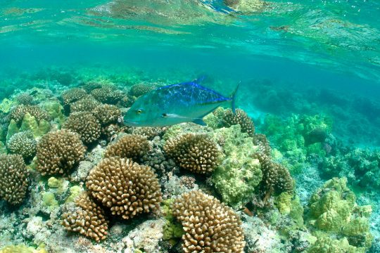 Korallenriff im Pazifischen Ozean (Bild: James Watt/NOAA/AFP)