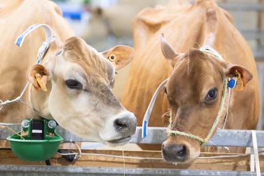 Landwirtschaftsmesse Libramont