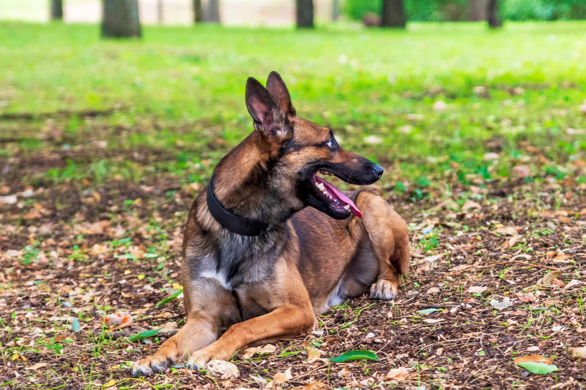 Belgischer Schäferhund Malinois (Illustrationsbild: © PantherMedia/ndanko (YAYMicro)))