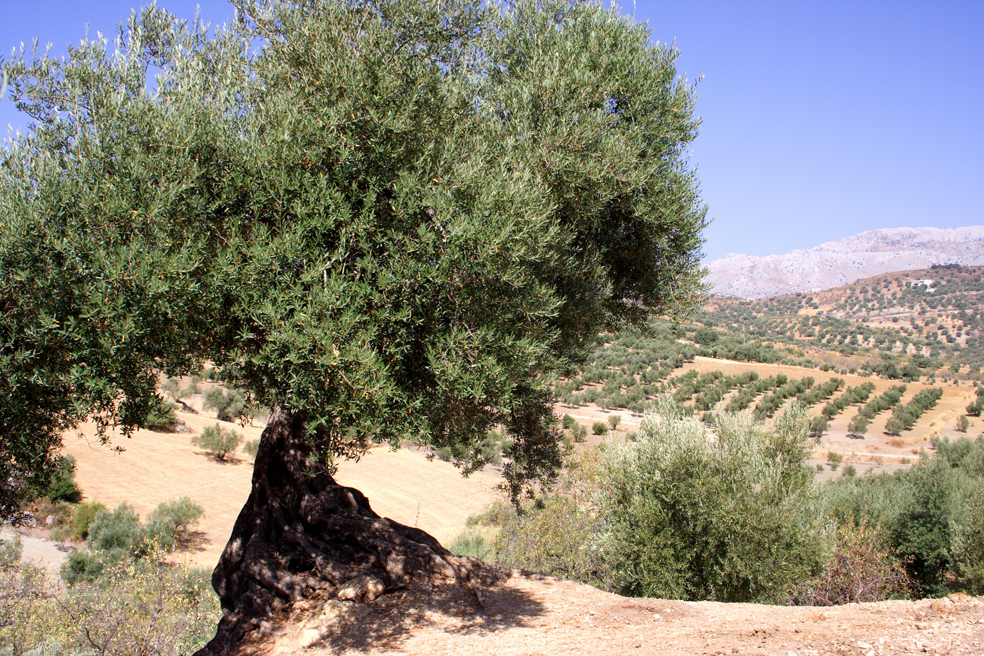 Alter Olivenbaum in Spanien