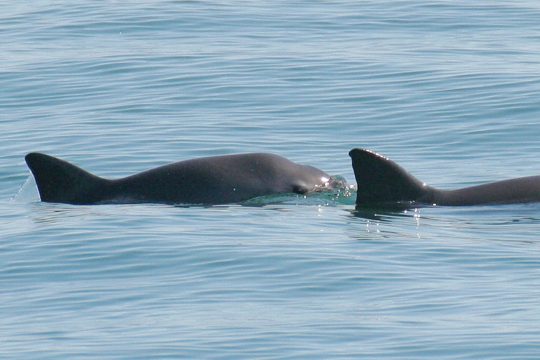 Schweinswal (Illustrationsbild)