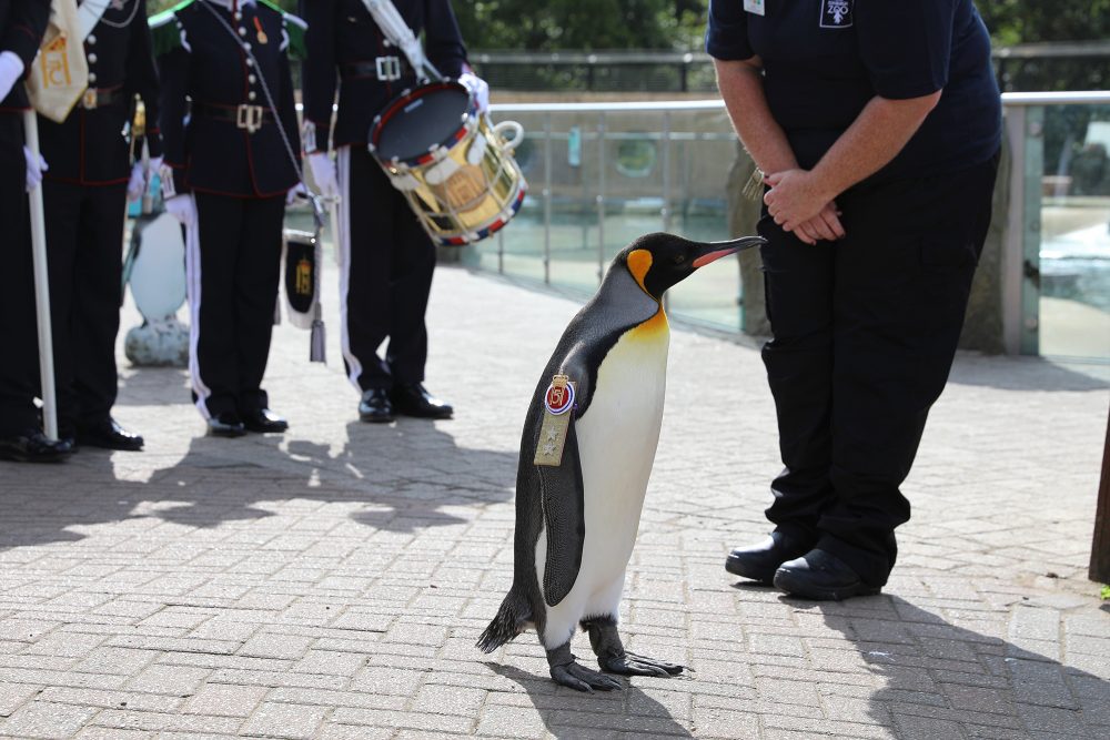 Sir Nils Olav III. (Bild: RZSS)