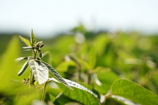 Soja-Anbau in Merelbeke in Ostflandern (Bild: Jonas D'hollander/Belga)